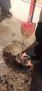 تصاویر/ کاشت چند اصله نهال در قالب پویش در سایه مادر در مدرسه علمیه حضرت (س)سنجان
