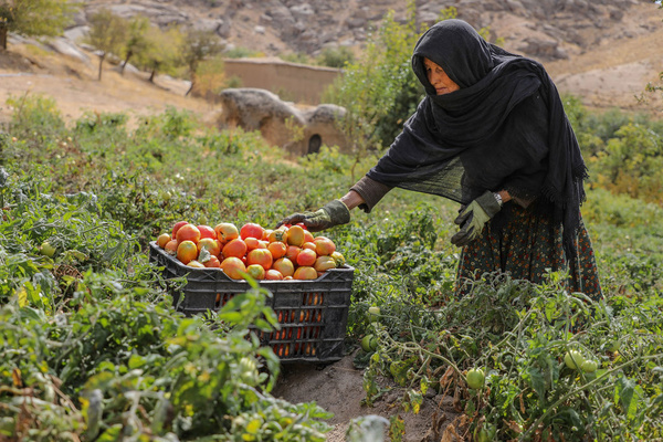 حذف زنان ۹۲۰ میلیون دلار برای افغانستان آب خورد