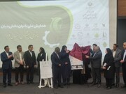 نوآوری فرصت بزرگی برای اشتغال زنان ایجاد می‌شود