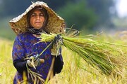 ۲۷۰۰ زن روستایی و عشایری برای ورود به بازارهای آنلاین آموزش می بینند